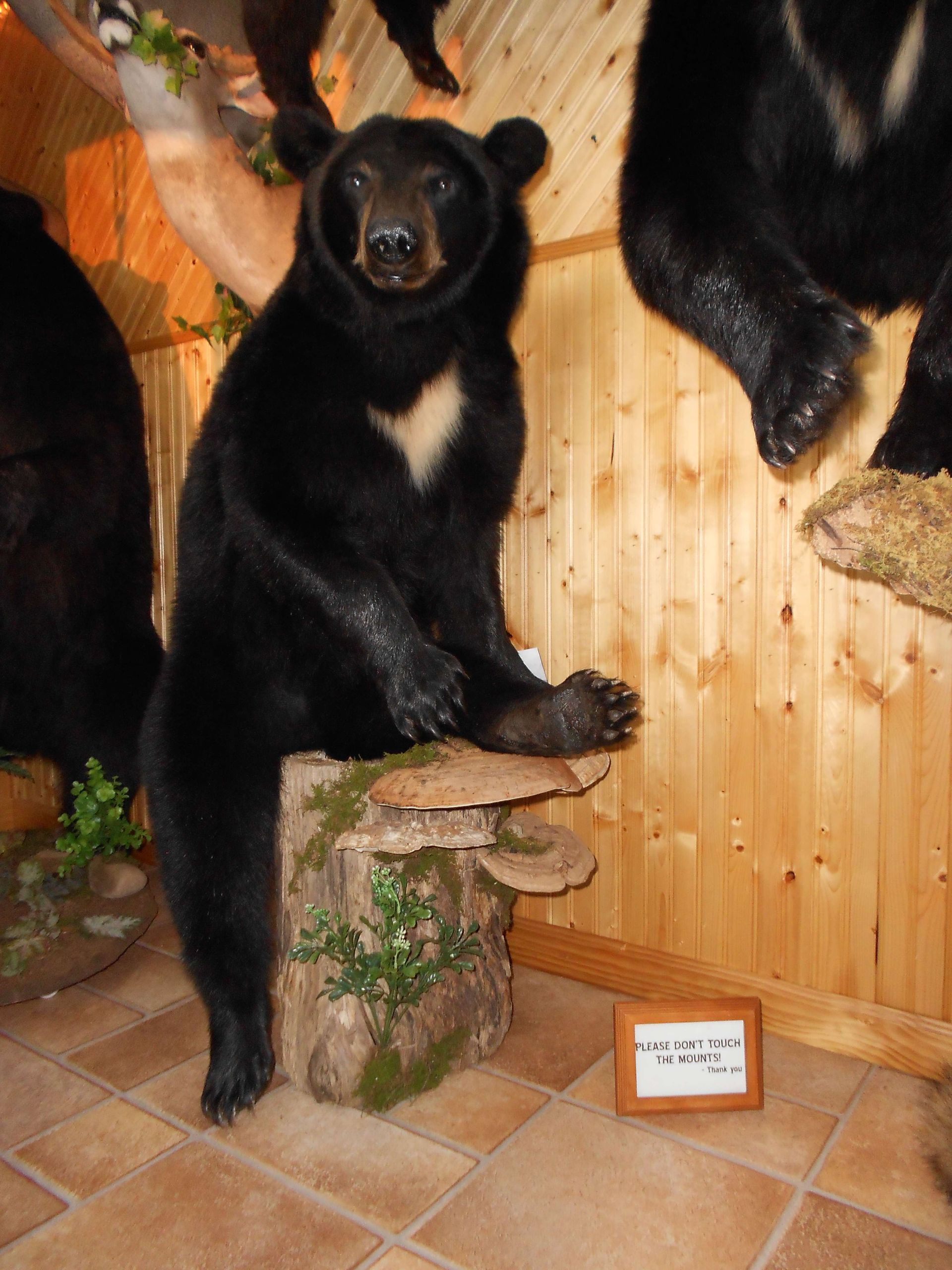 black bears