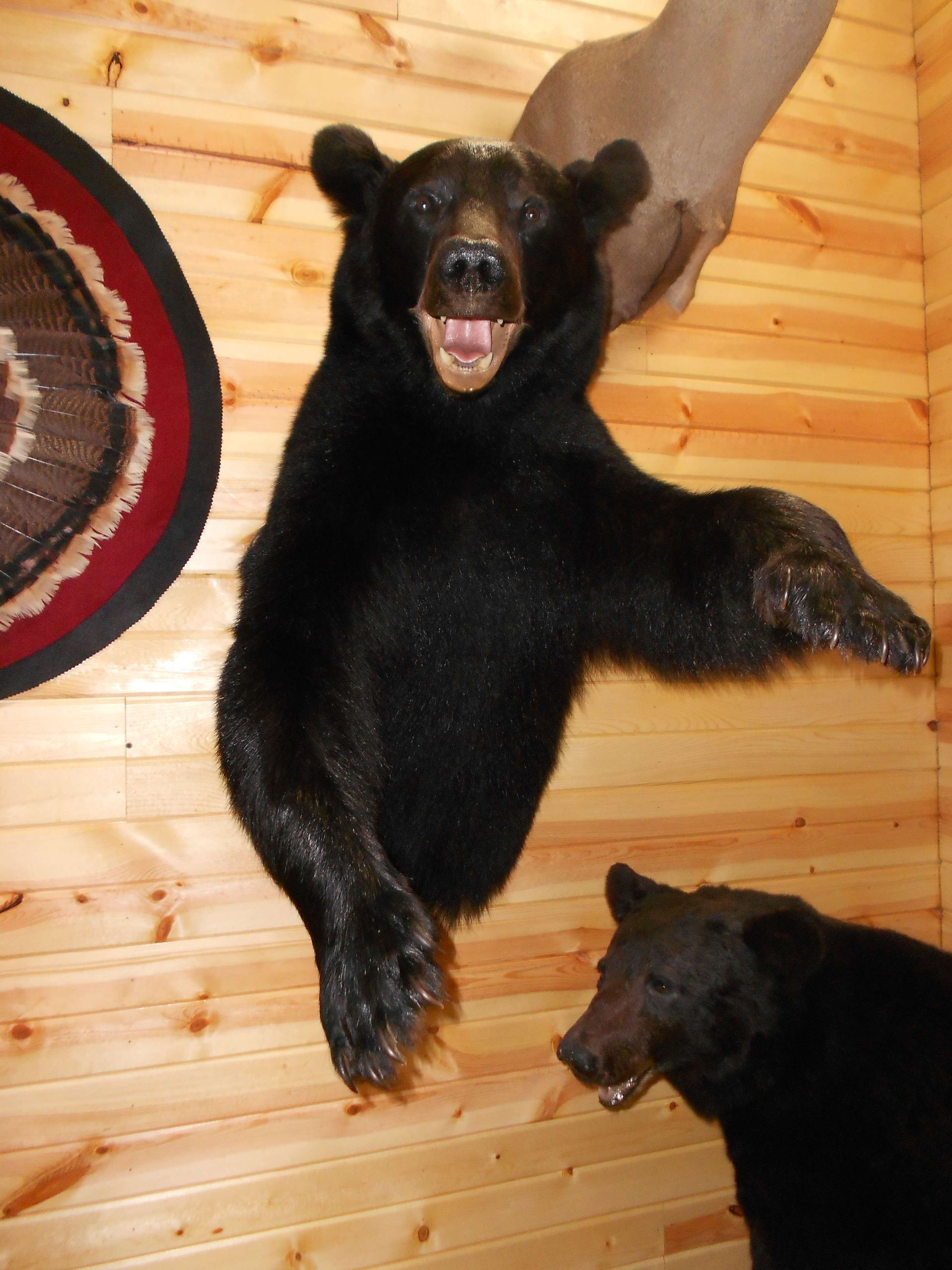 black bears