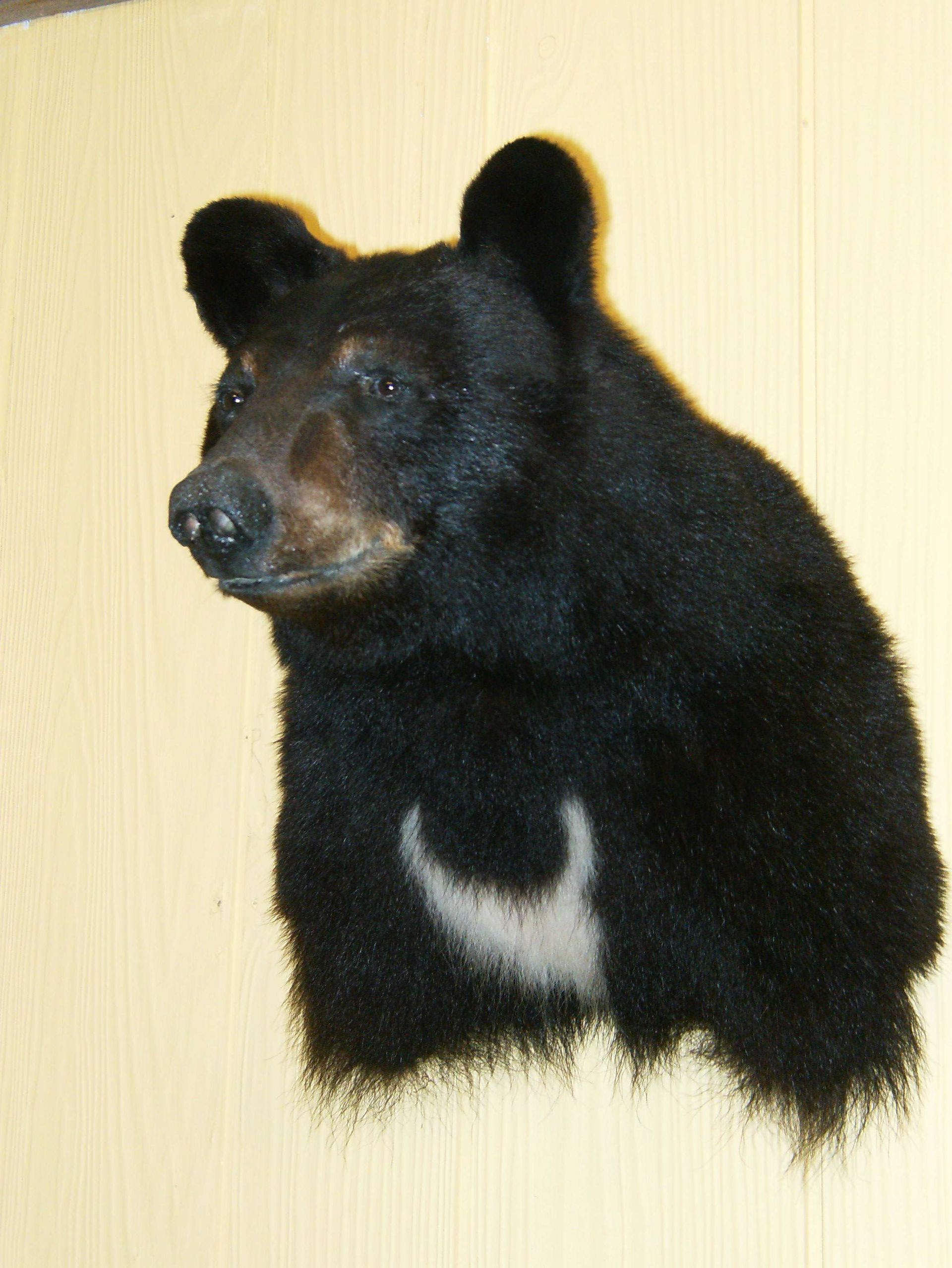 black bears