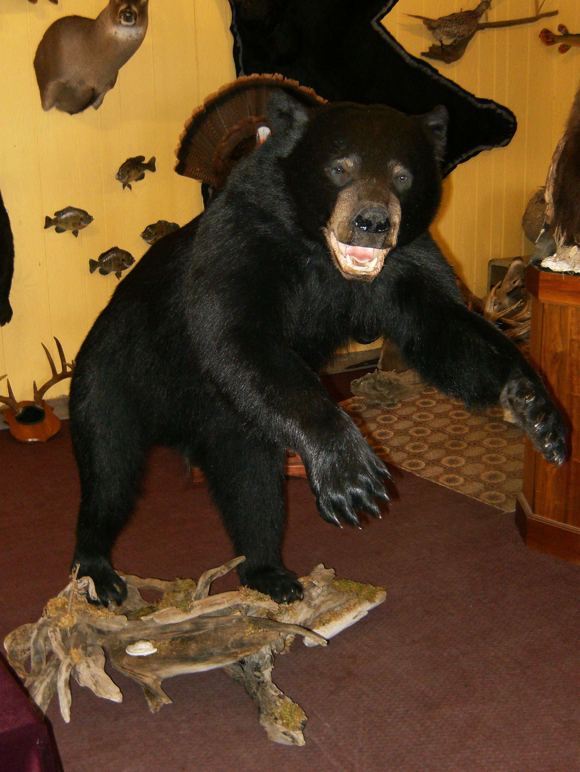 black bears