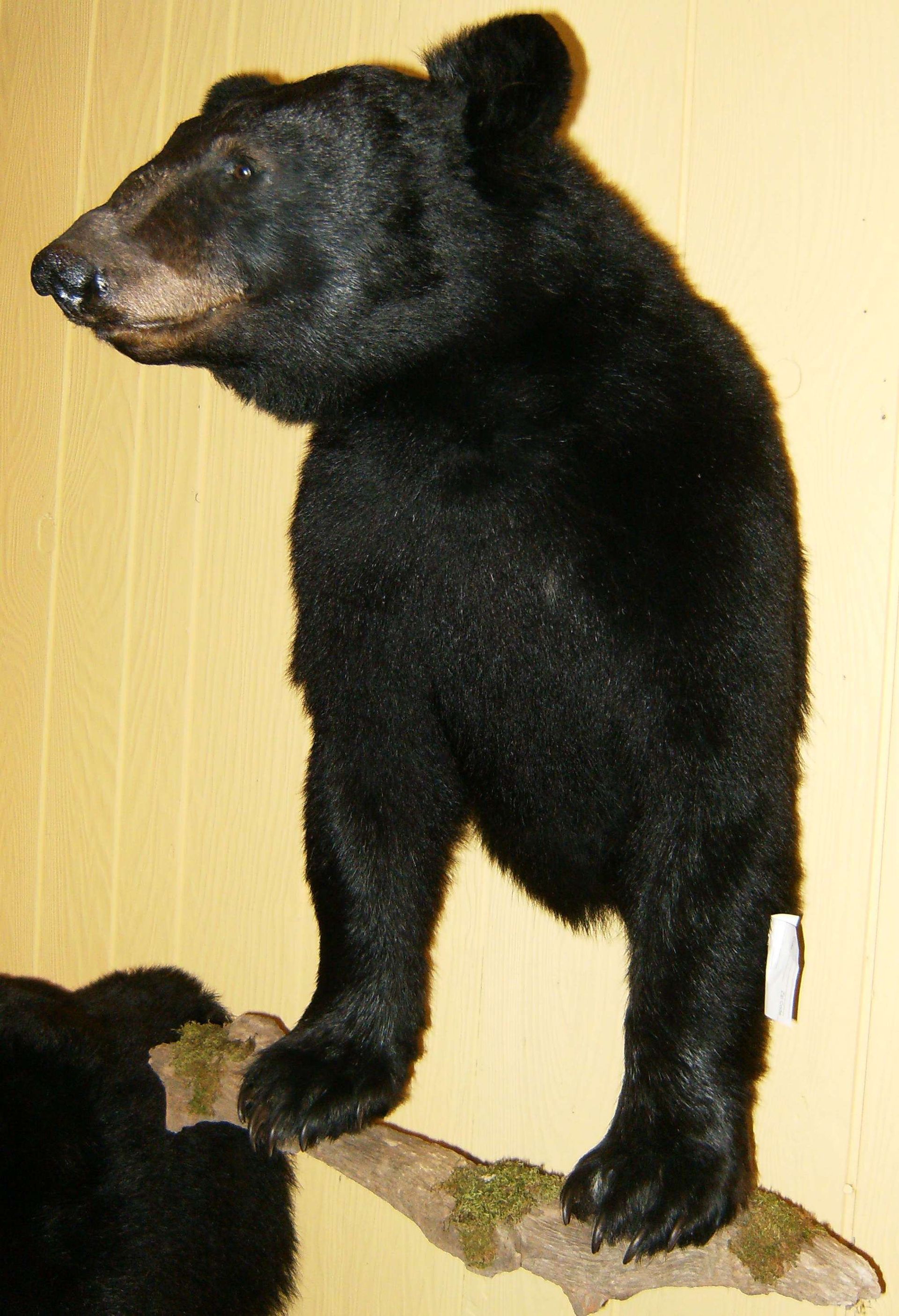 black bears