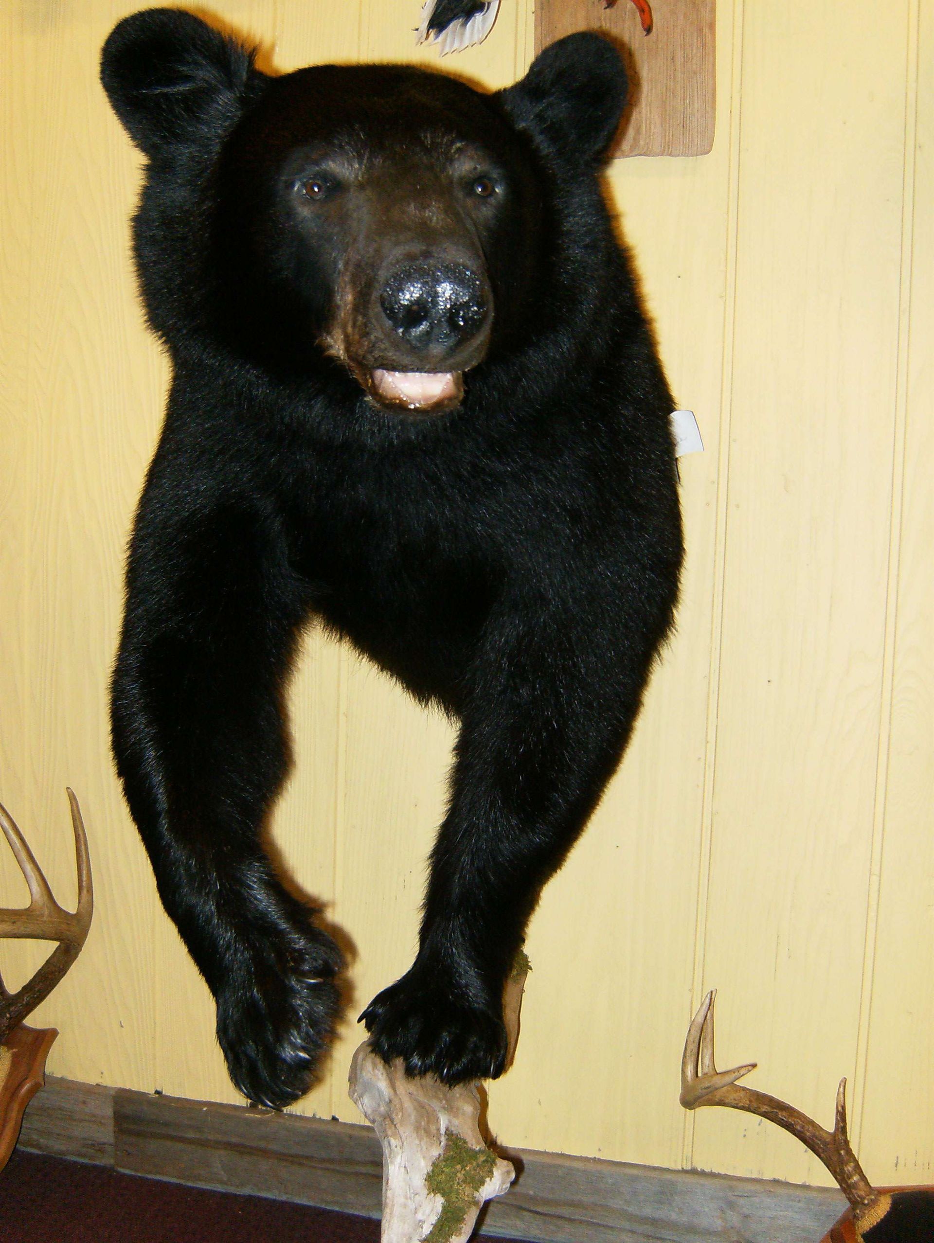 black bears