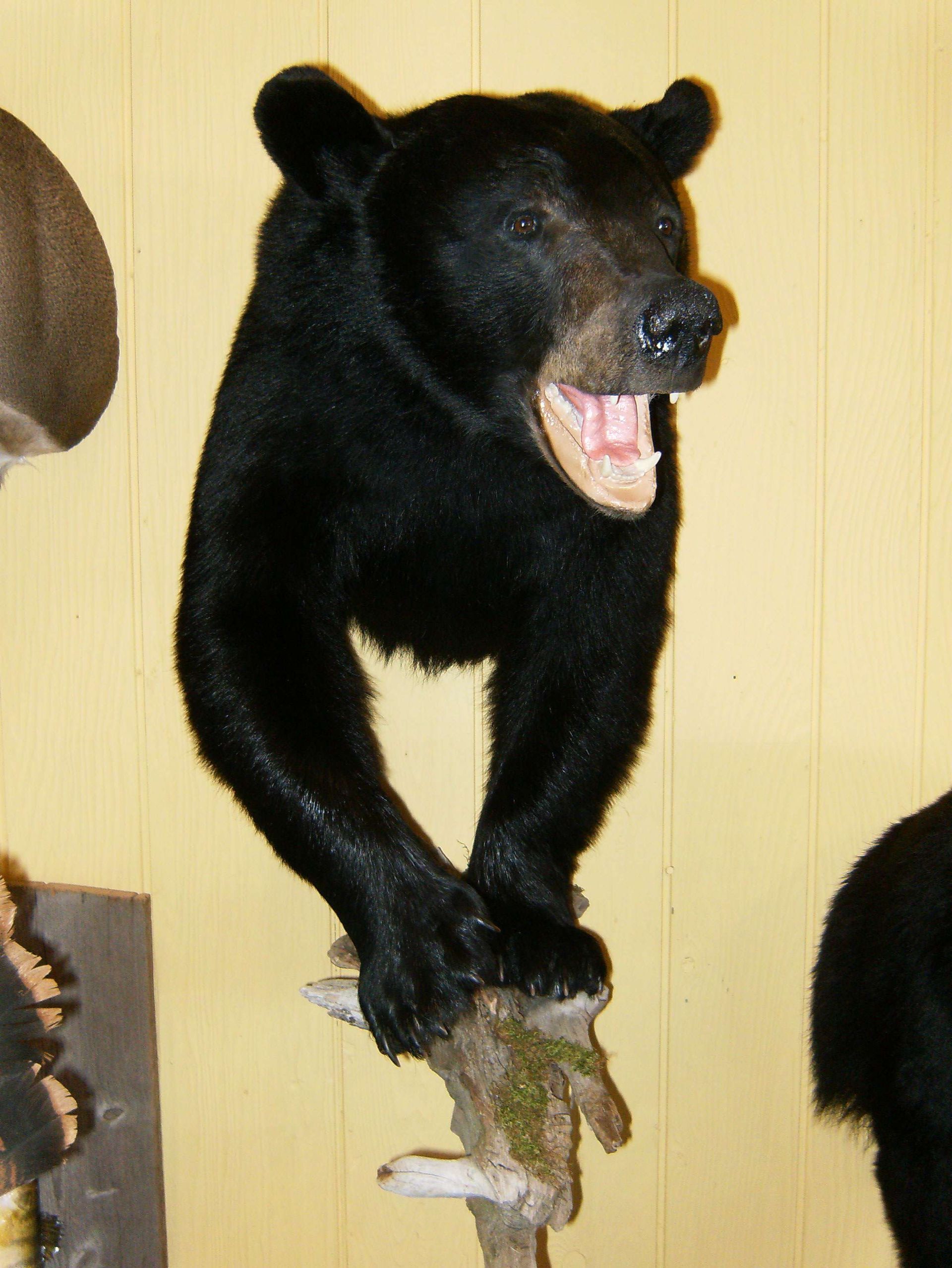 black bears