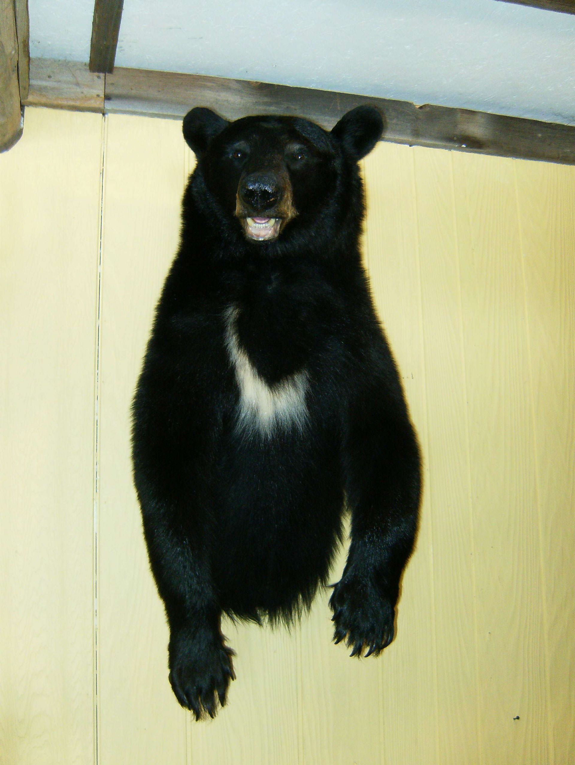 black bears