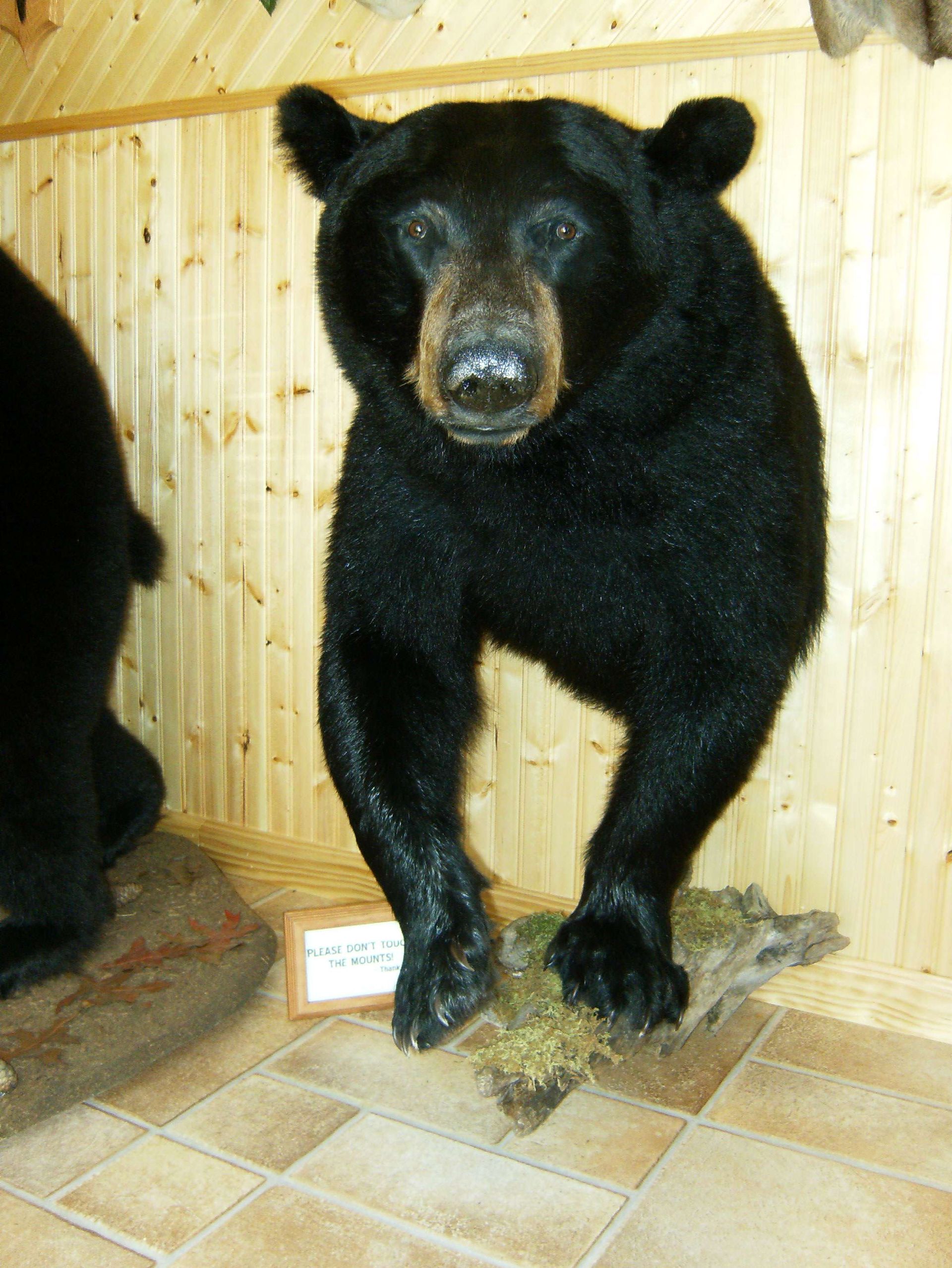 black bears