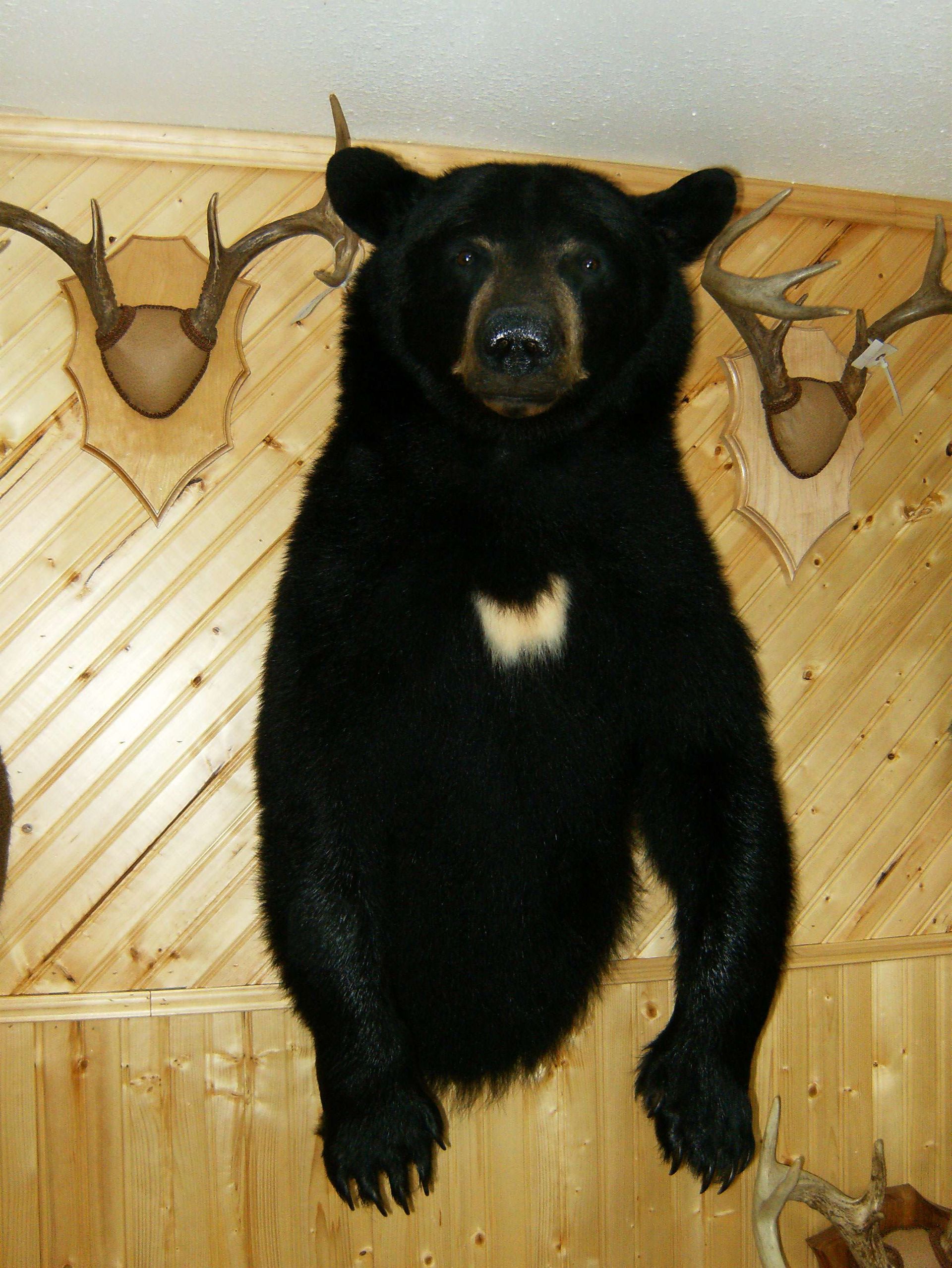 black bears