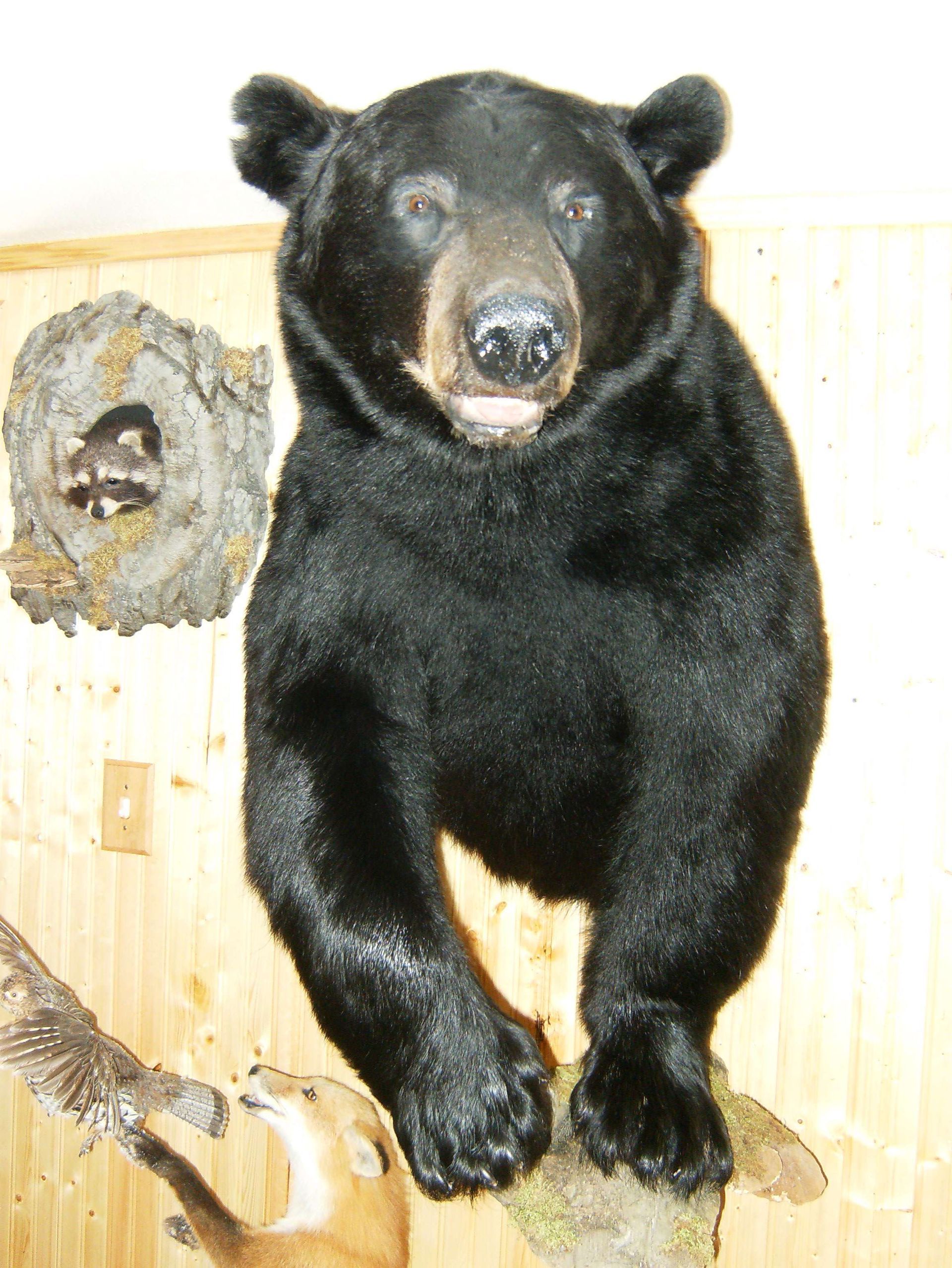 black bears