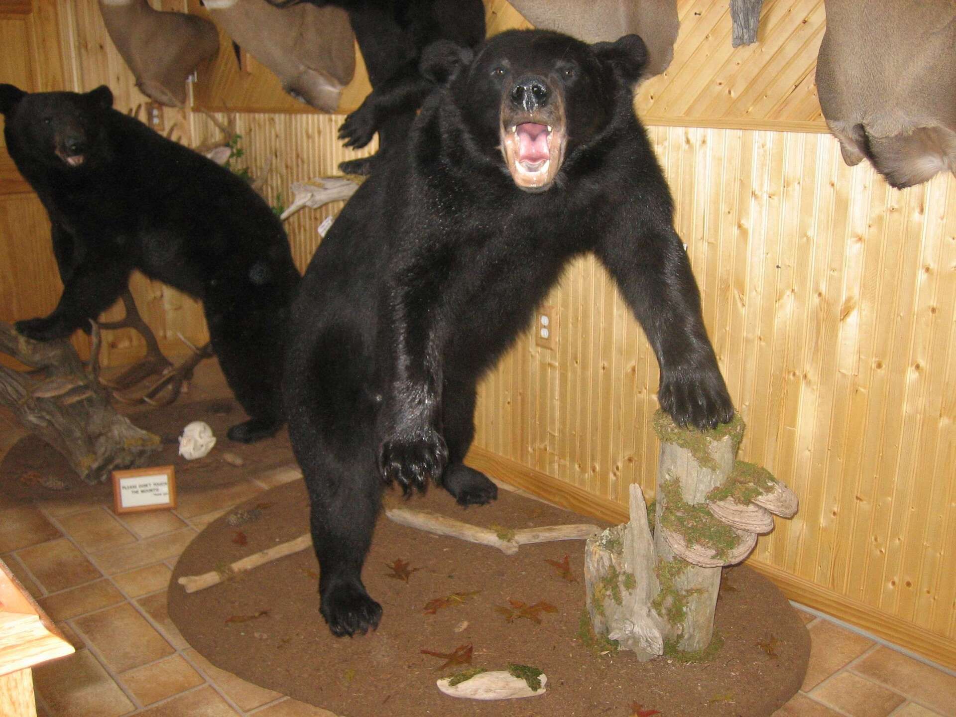 black bears