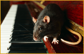 Rat on a piano