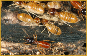 Termite colony