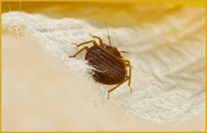 Bed bug in sheets
