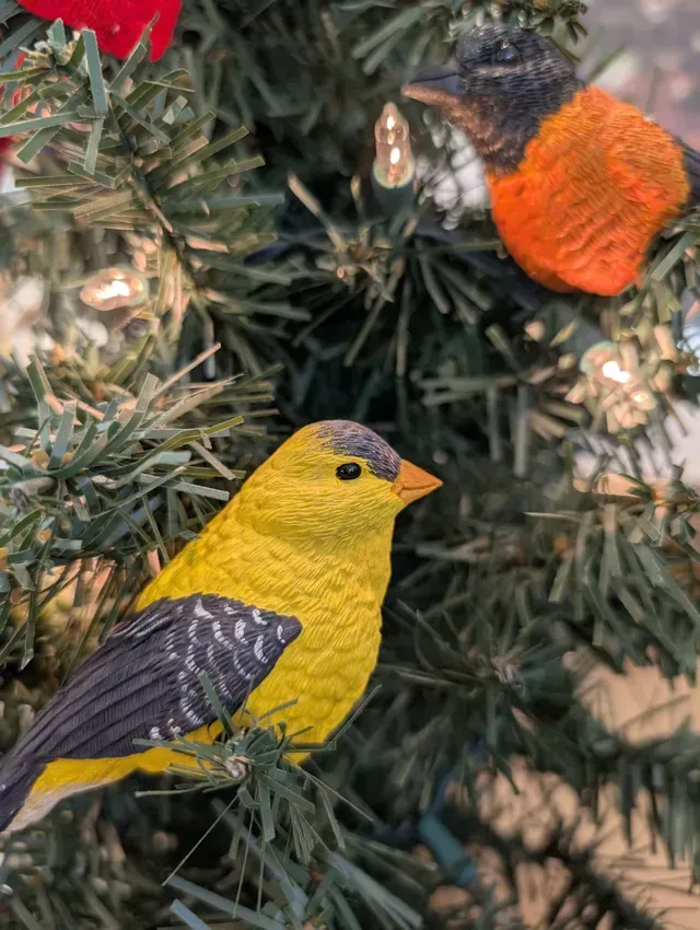 Two colorful birds perched in a pine tree, one yellow with dark wings and one orange and black.