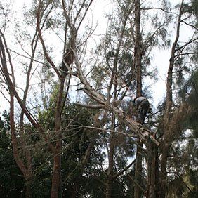 Arborist - Wikipedia