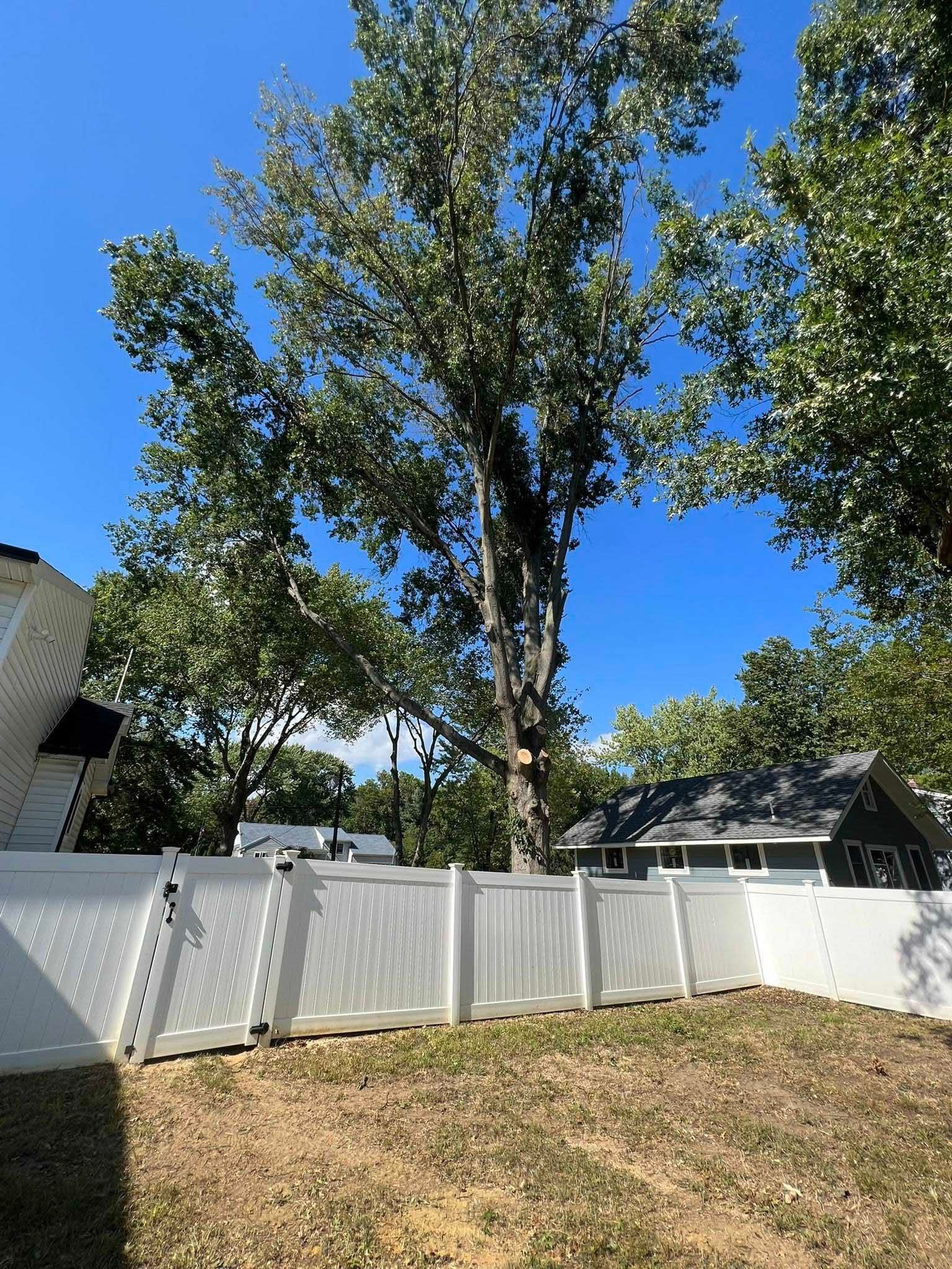 A tall tree behind a white fence in a yard on a sunny day.