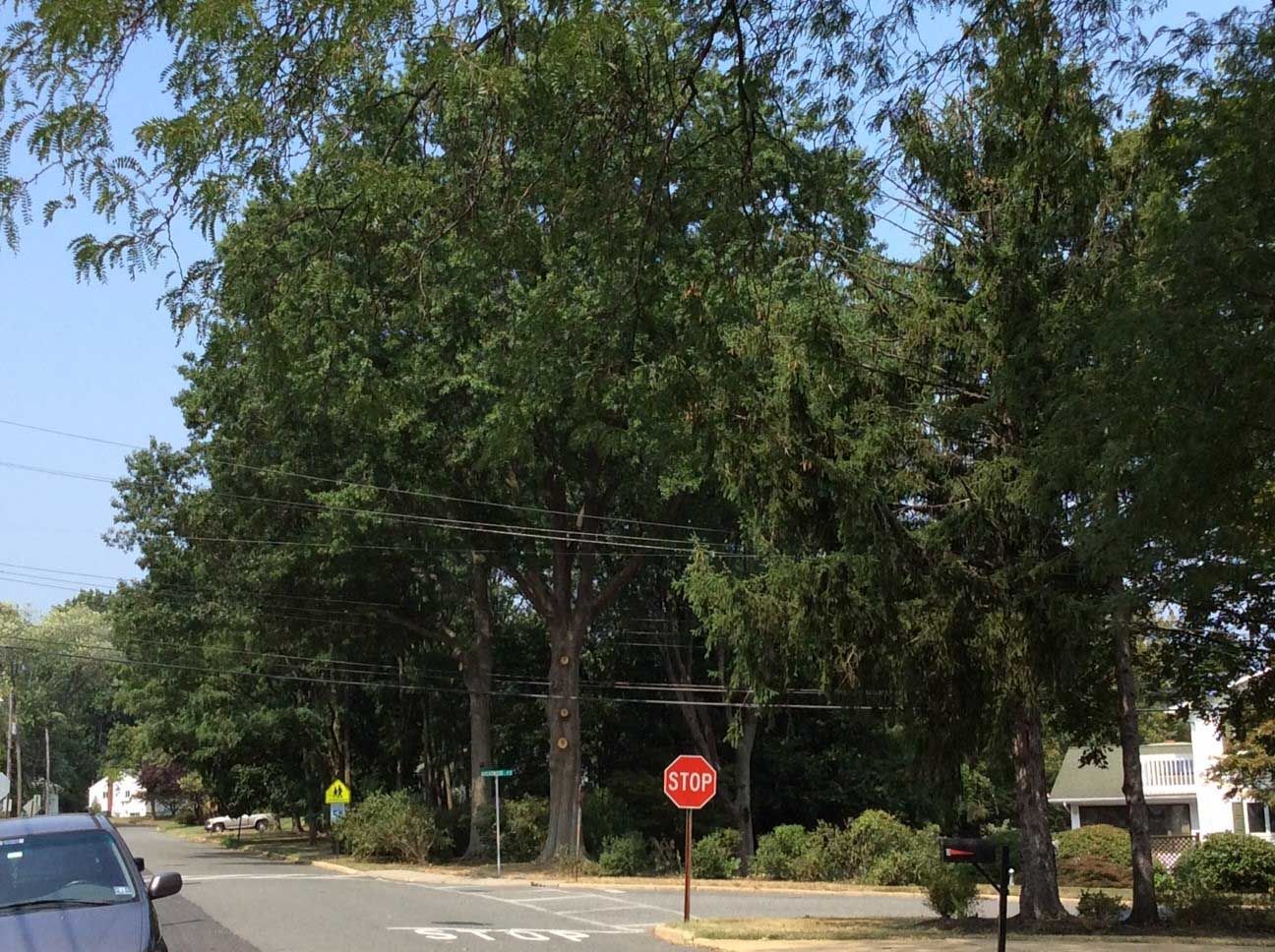 Street scene with trees, power lines, stop sign, and a parked car on a sunny day.