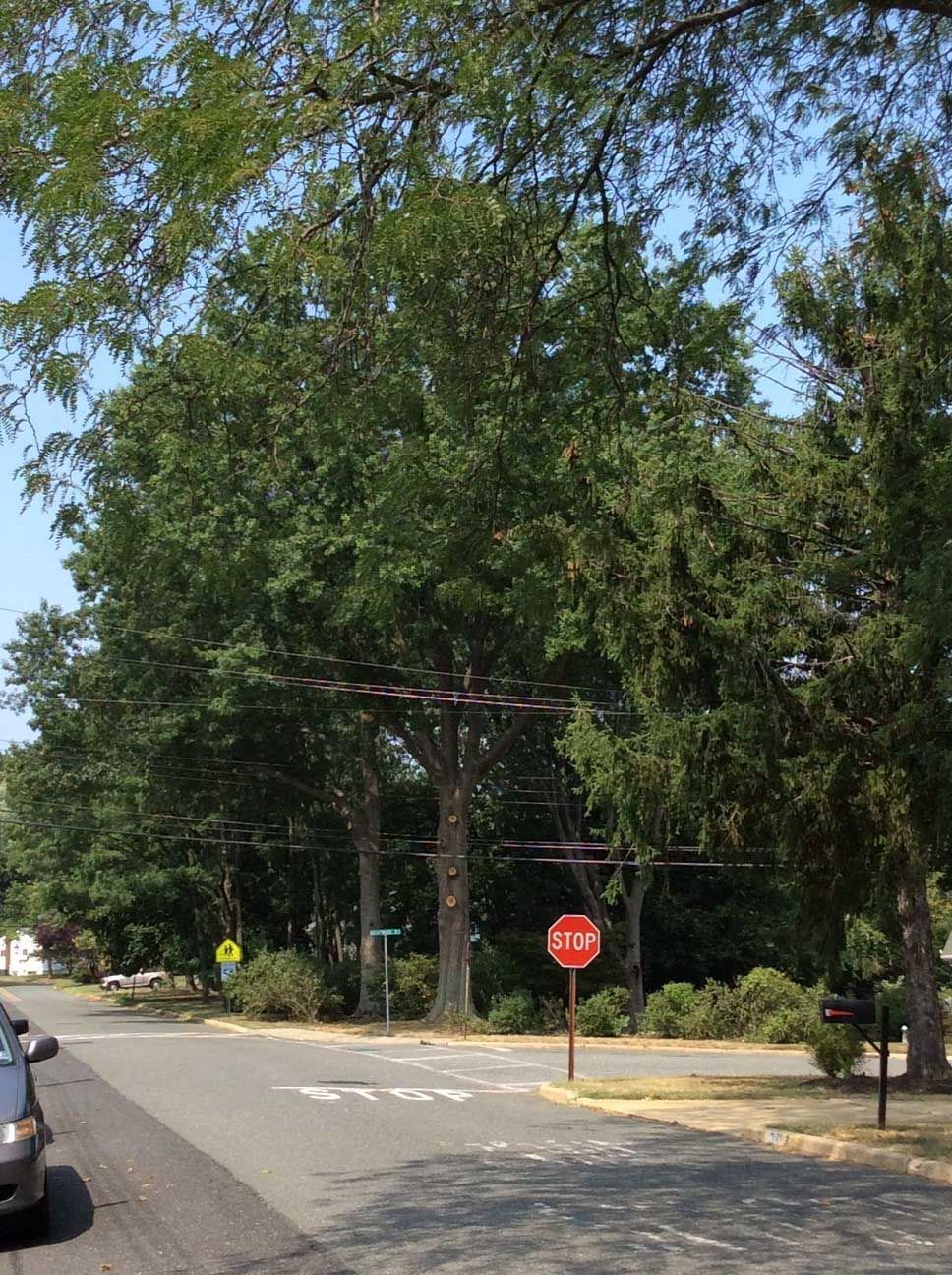 Street scene with trees, stop sign, power lines, and a car.