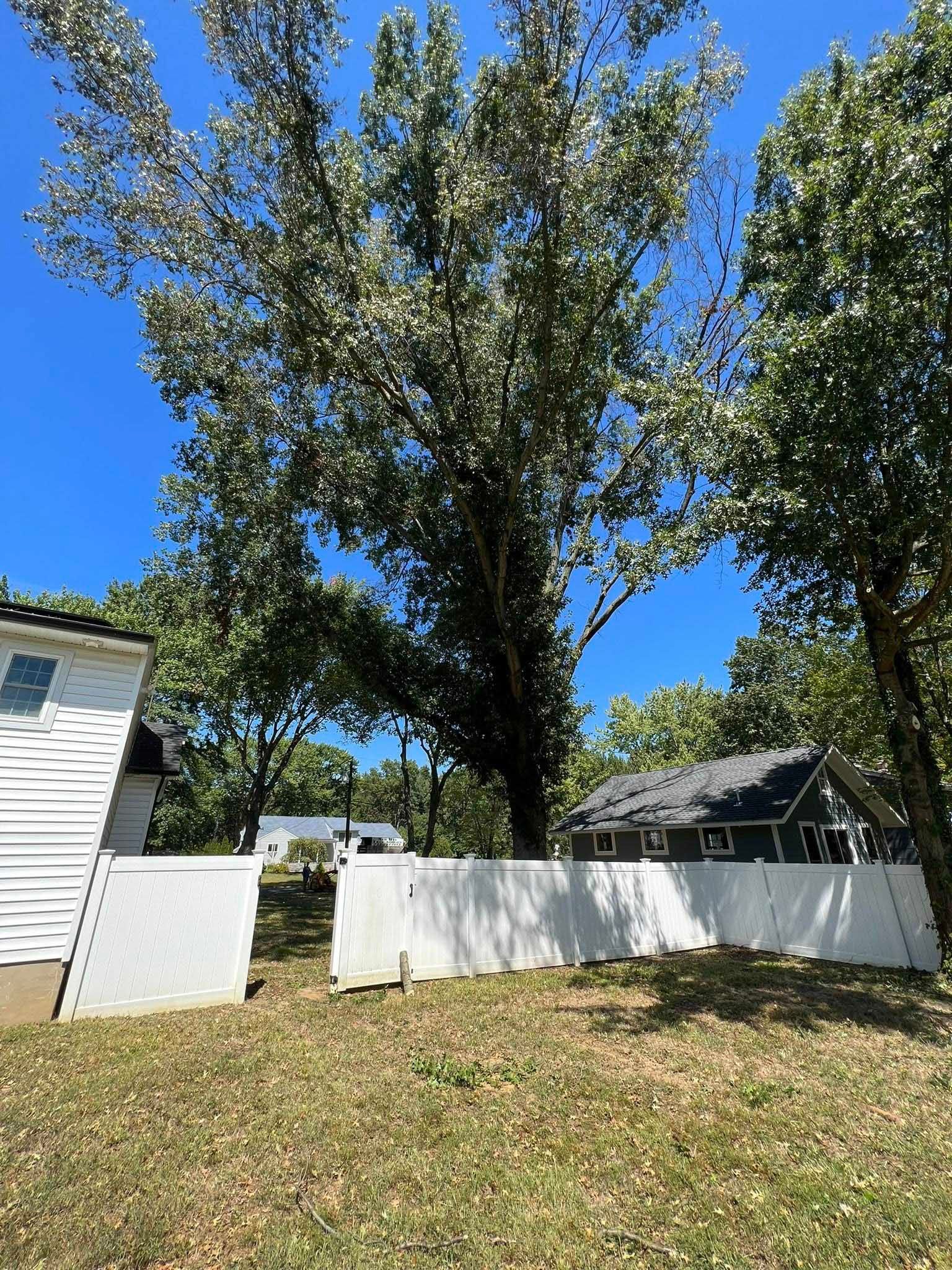 A tall tree towers above a white fence in a yard, with houses and blue sky in the background.