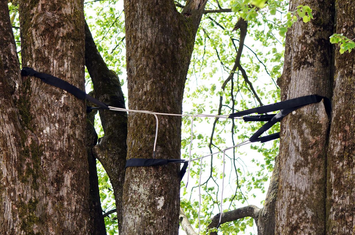 Three tree trunks with black straps and a white rope strung between them.