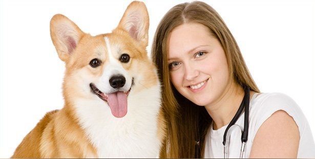 Dog with doctor