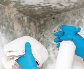 Mold removal