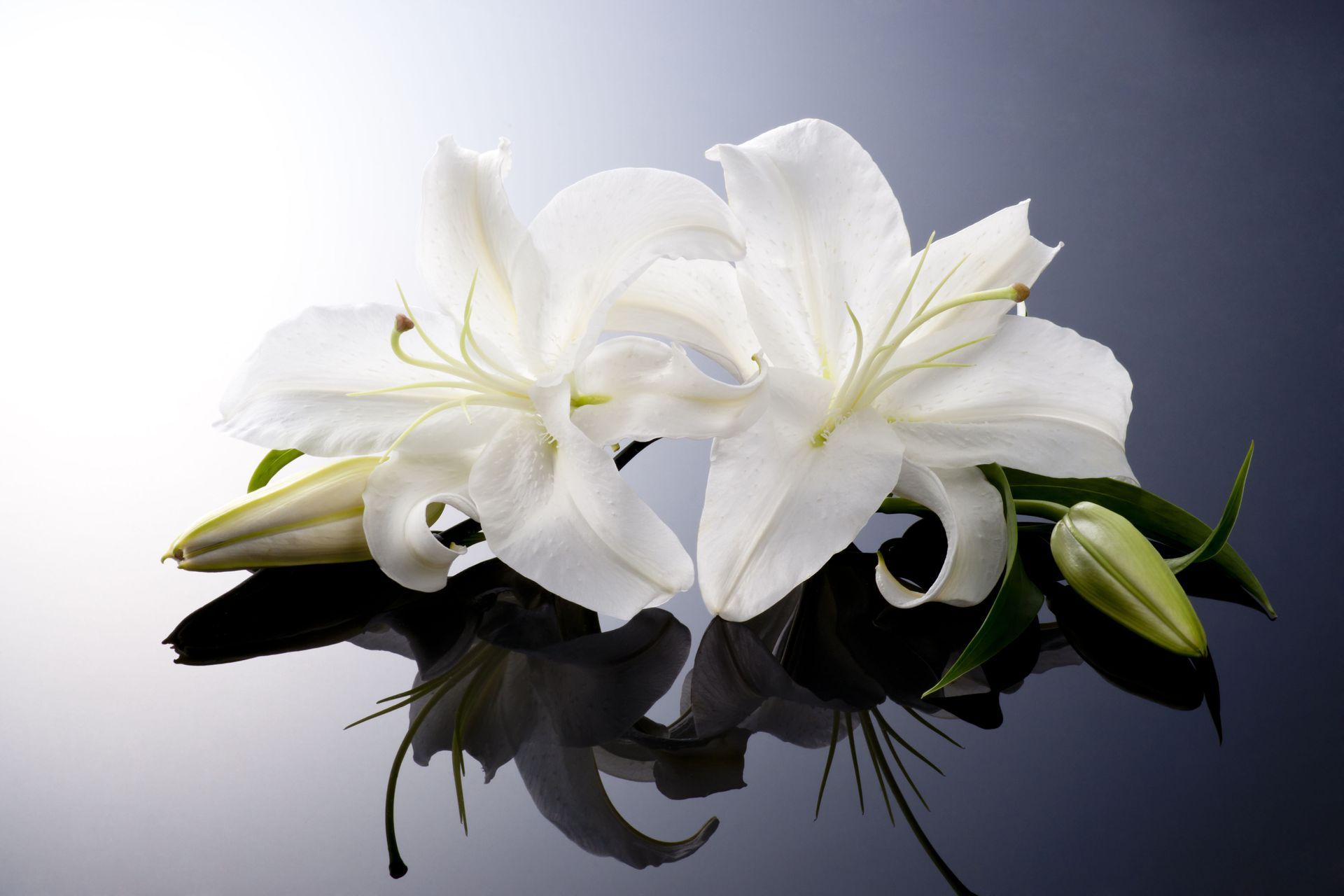 A bouquet of red roses and white tulips on a white background