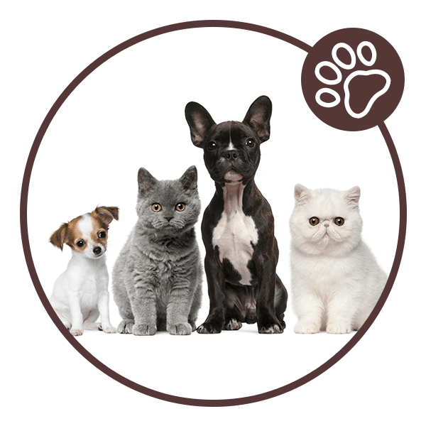 Sharon's dog best sale and cat grooming