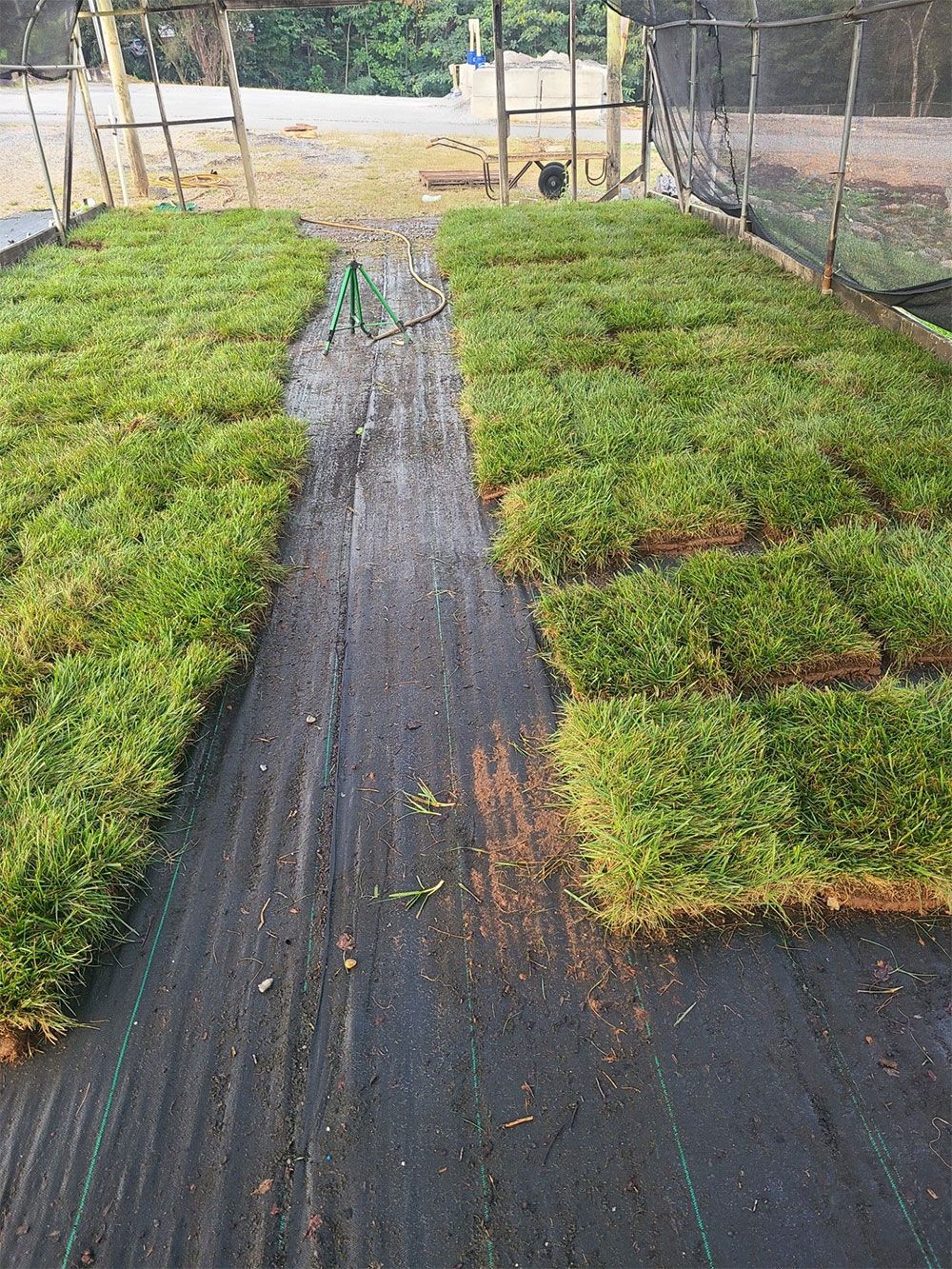 Rows of freshly cut sod on black landscape fabric, in a nursery.