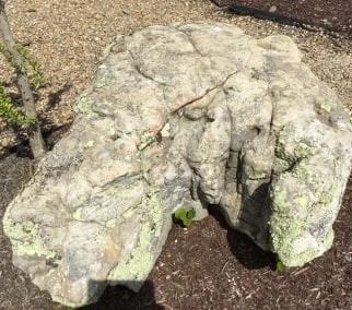 Large, light-colored rock in a garden setting, with green moss and cracks.