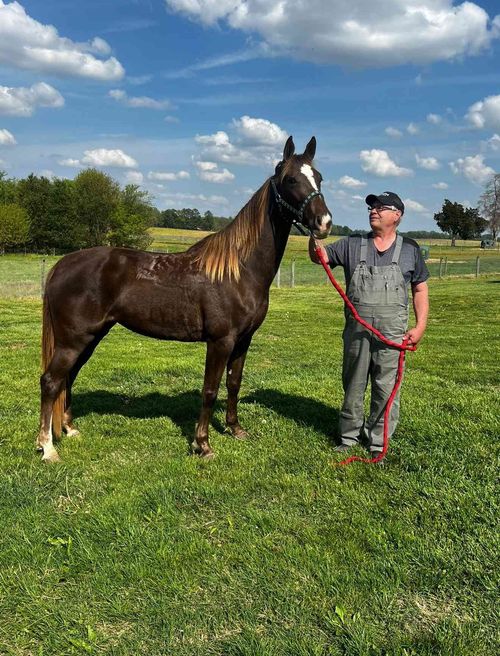 Person holding a horse on a lead in a grassy field under a partly cloudy sky.