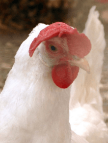 poultry product