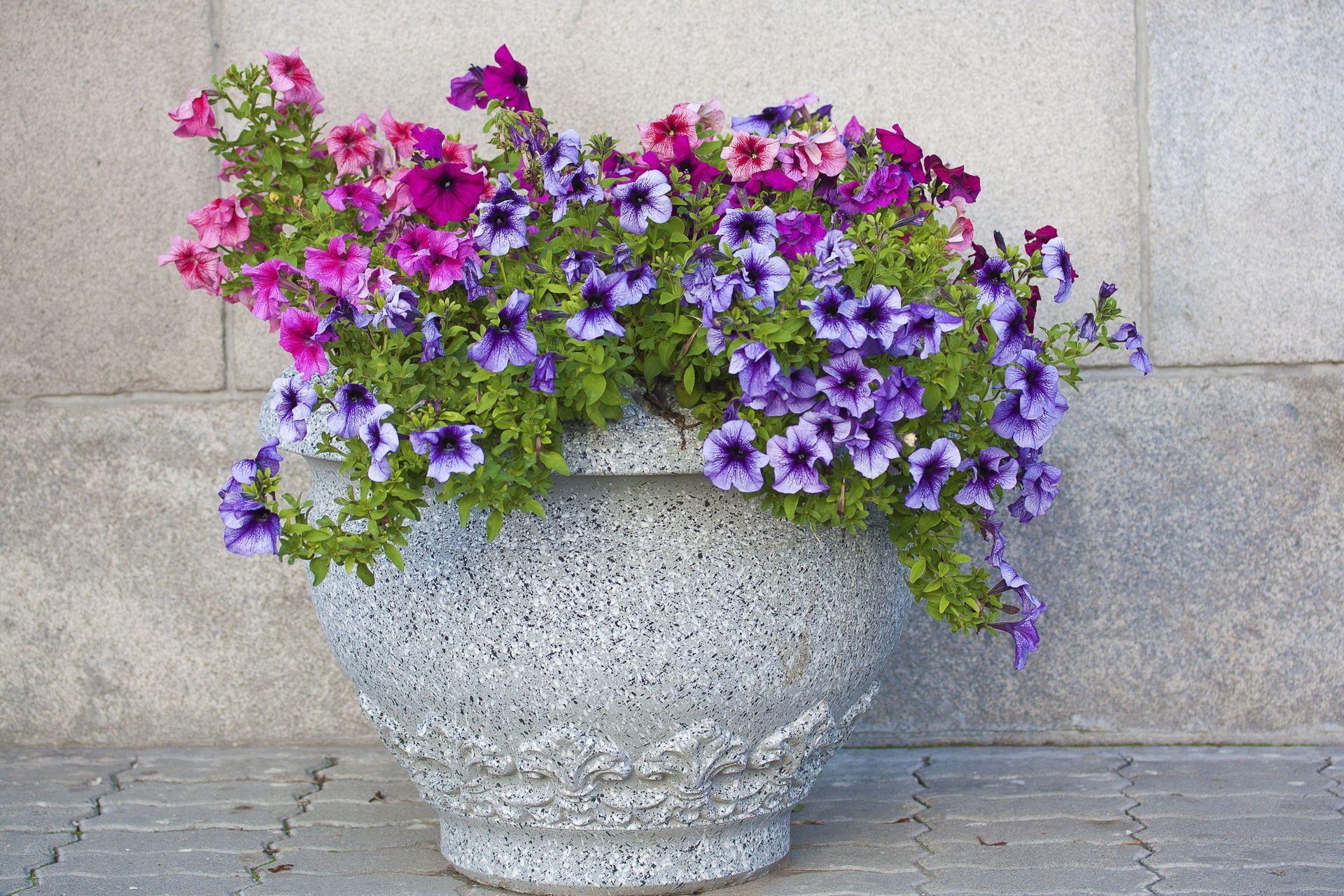 indoor potting medium