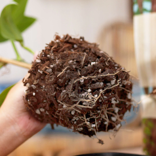 A person is holding a pile of dirt in their hand.