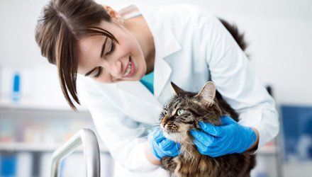 Veterinary Care