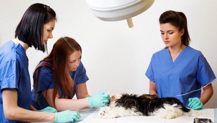 Veterinary Care