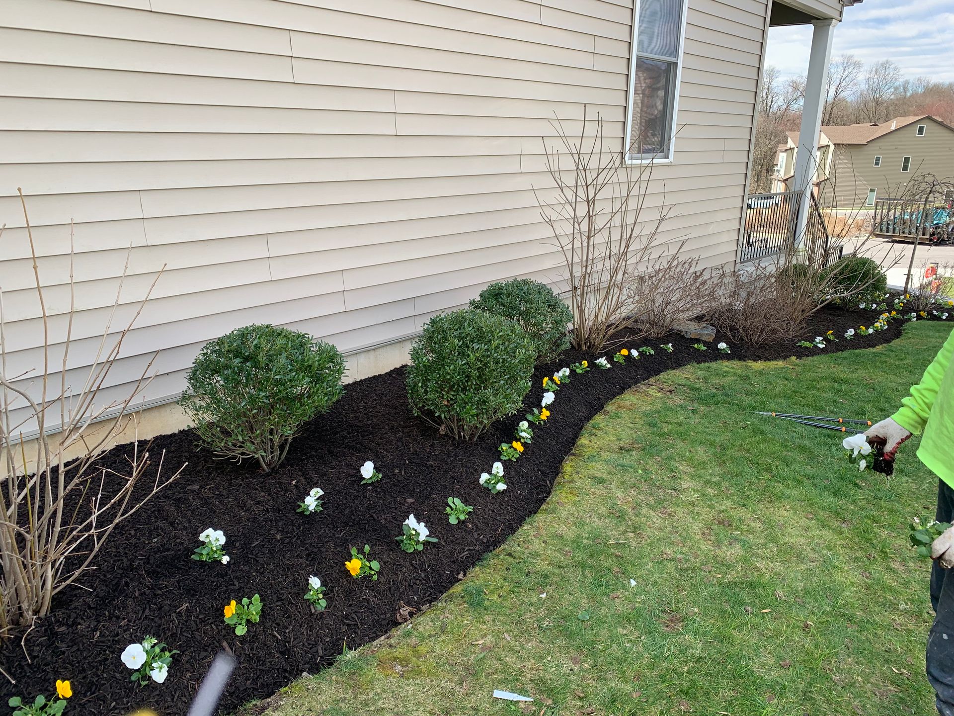 A person planting yellow and white pansies in a mulched garden bed in front of a tan house.