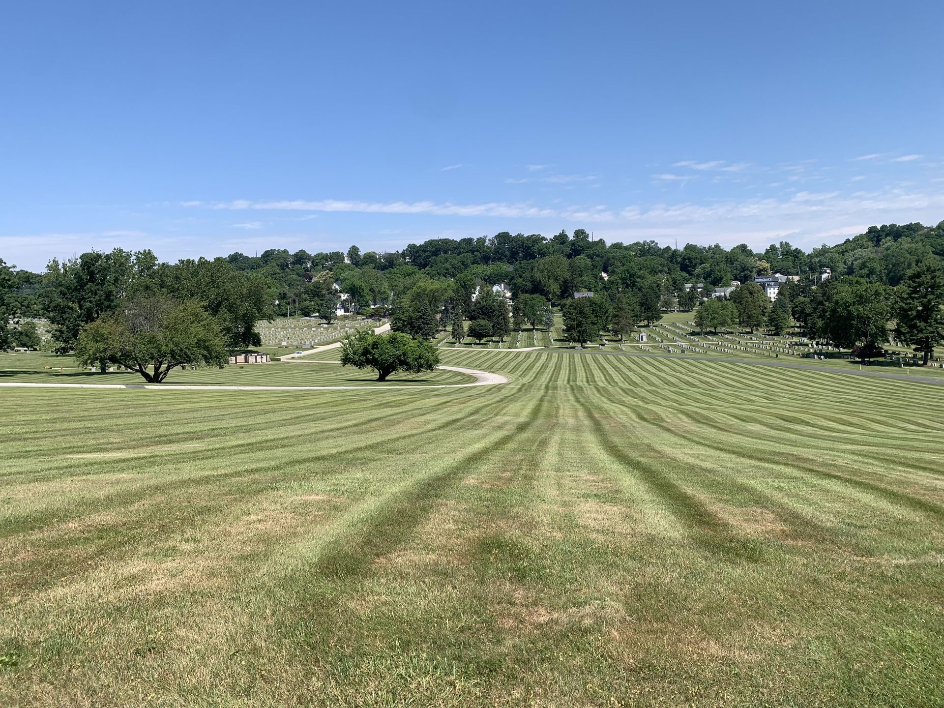 Mowed field with rows leading to a treeline and a clear blue sky.