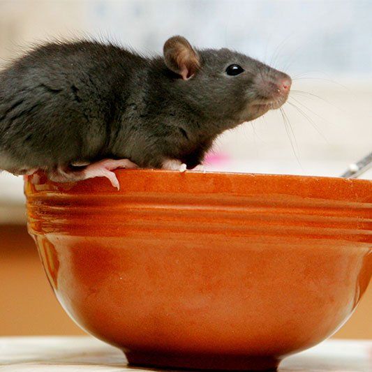 Rodent Control