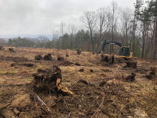 A bulldozer is cutting down trees in a field.