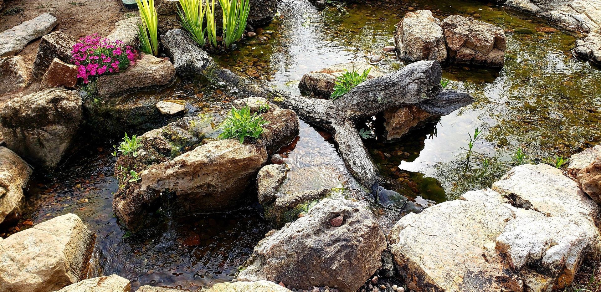 A small pond surrounded by rocks and flowers in a garden.