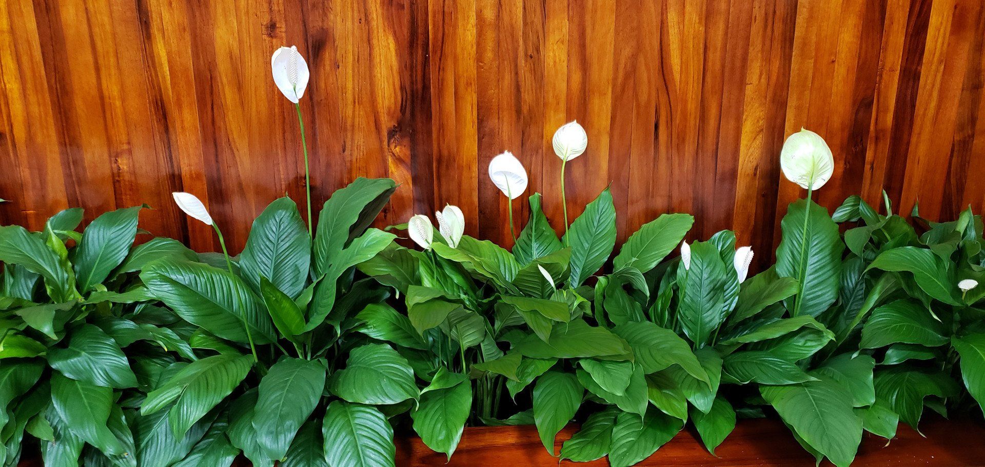 Landscape Hawaii Inc. Tree Trimming Services Honolulu HI