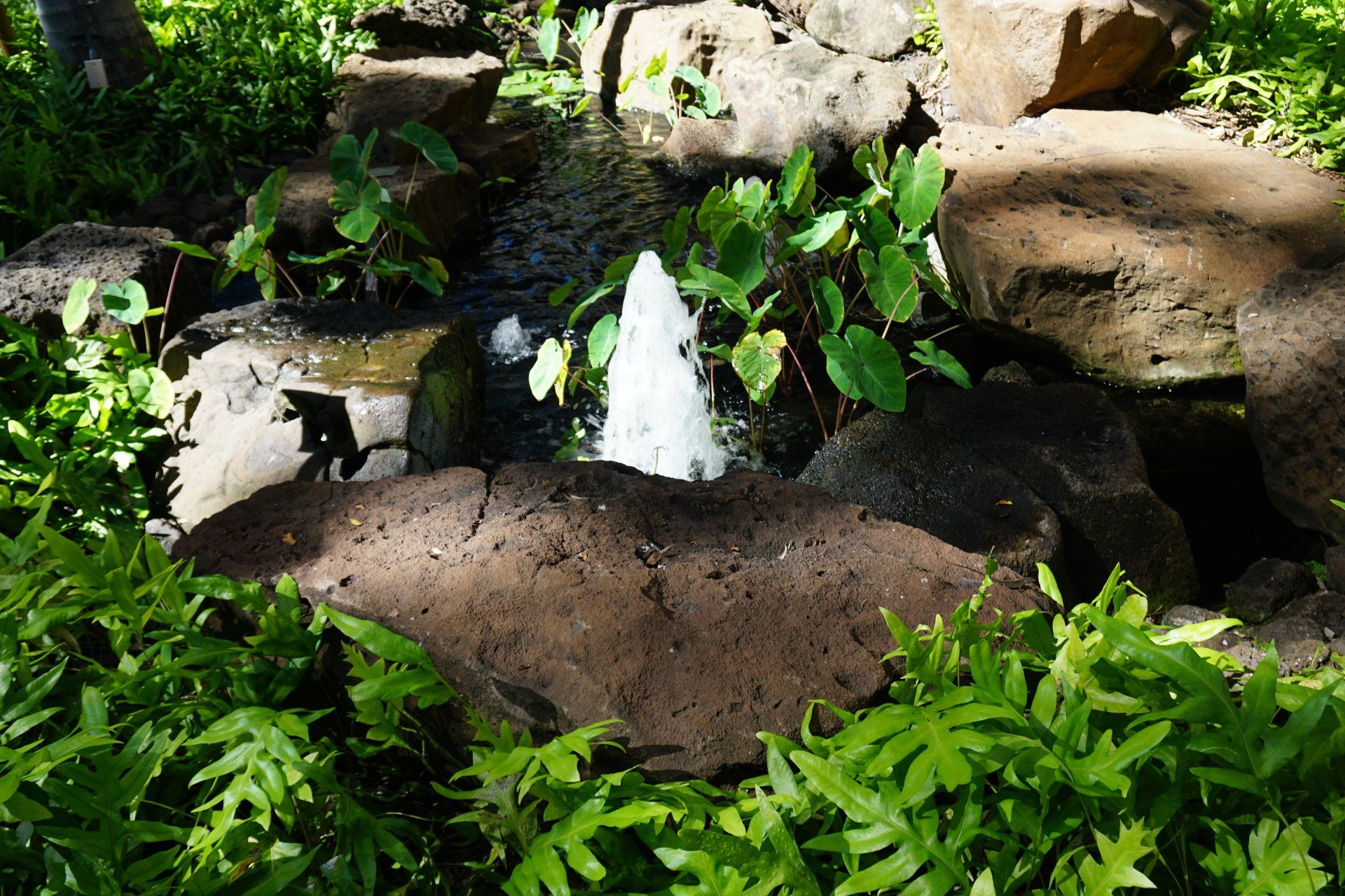 Landscape Hawaii Inc. Photo Gallery Honolulu, HI