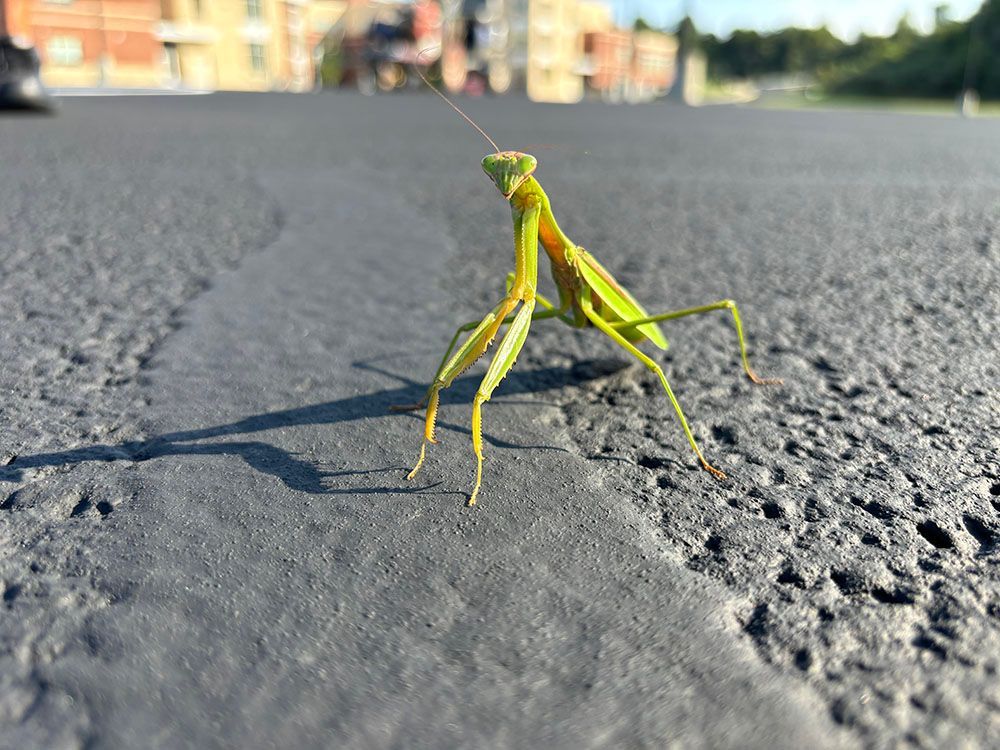 Praying mantis on a gray surface with buildings in the background.