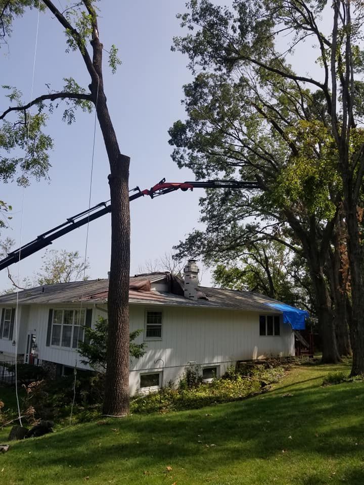 Tree Trimming Services