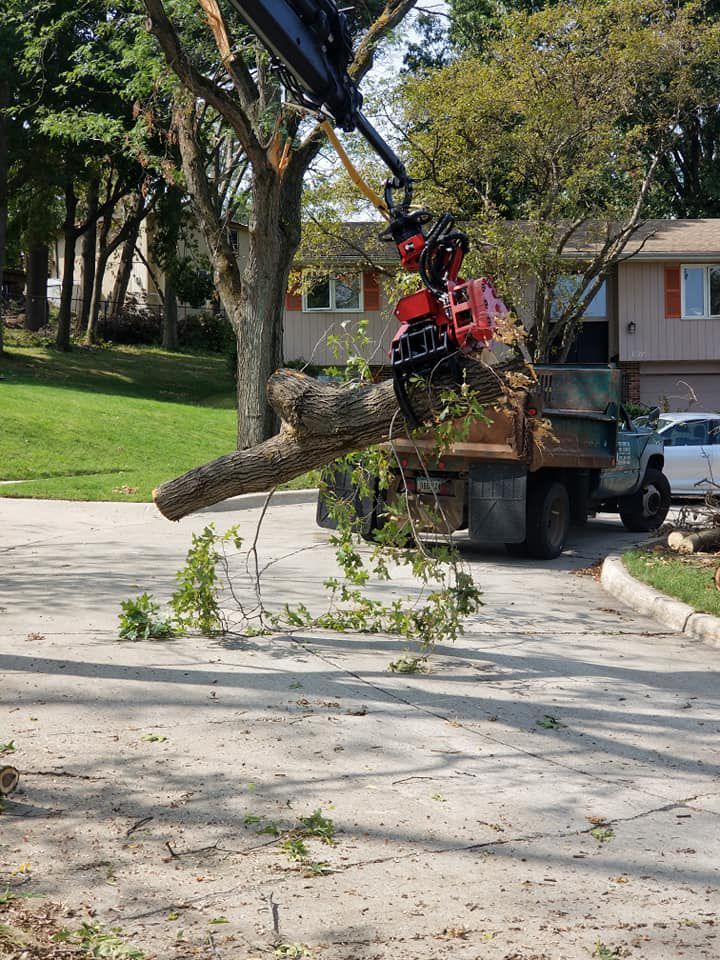 Tree Care Services