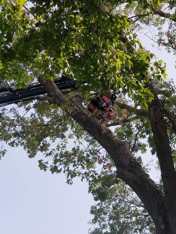 Tree Care Services