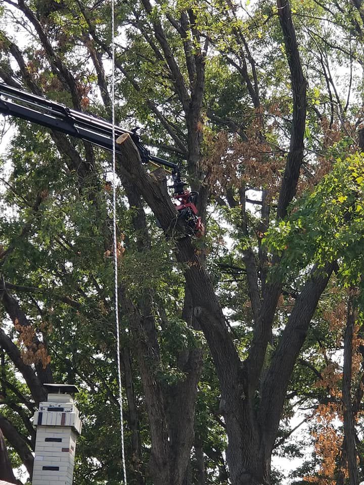 Tree Care Services
