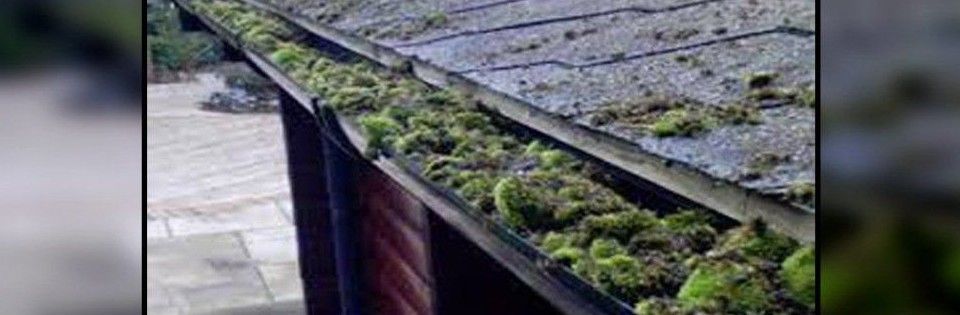 A roof gutter overflowing with moss and debris. The roof is weathered and gray.
