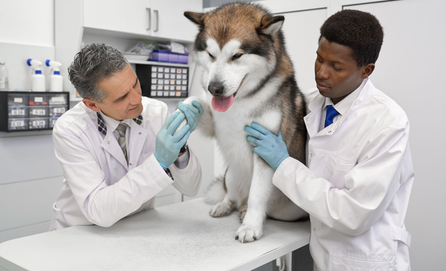 Veterinarian examining a brown dog with its owner in a bright clinic office
