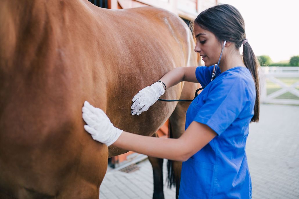 Veterinarian in blue scrubs and gloves examining a horse's flank in a stable