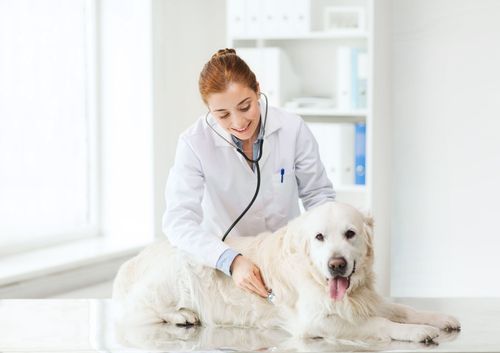 Blue Skies Large & Small Animal Clinic LLC